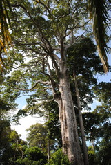 amazing tree in the forest