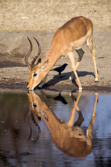 Impala (Aepyceros melampus) South Africa, Mpumalanga, Timbavati Nature Reserve