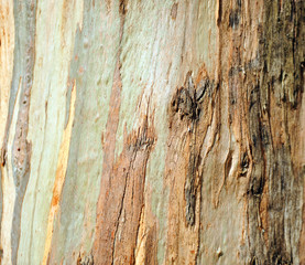 Wooden background and texture, eucalyptus bark