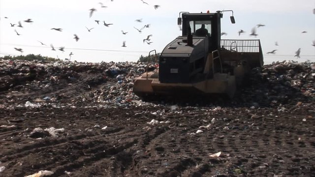 Bulldozer working on a landfill with a flock of birds flying around.