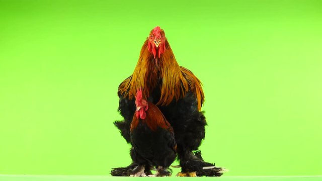 mali and big rooster, same age, on green screen