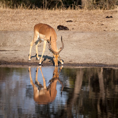 Impala (Aepyceros melampus) South Africa, Mpumalanga, Timbavati Nature Reserve