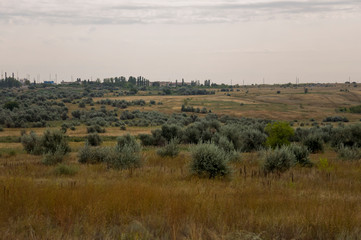 Fototapeta premium Gold meadow with lonely green trees far away and blue calm tender sky above. Yellow dry grass. Electric poles in the field. Small town far away.Travelling. Ural landscapes