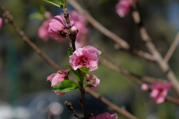 Obraz premium bee on a flower
