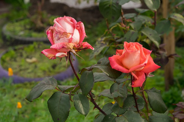 Close-up, the buds of scarlet, drying roses in the flower beds of a private house in the autumn