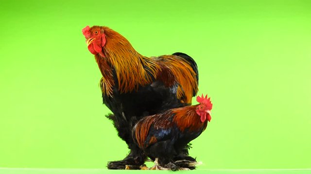mali and big rooster, same age, on green screen