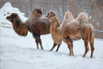 two-humped camels in the winter 