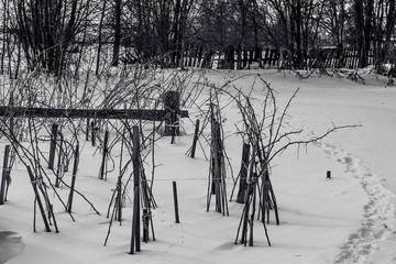 raspberry bushes in winter