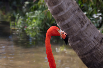 Pink Flamingo Wildlife Portrait Image - Beautiful Tropical Bird with Bright Feathers, isolated side portrait view showing incredible feather detail. Wading bird in the Phoenicopteridae family.