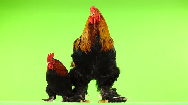mali and big rooster, same age, on green screen