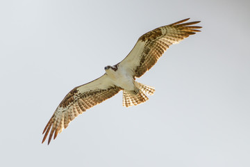 Greifvogel im Flug von unten