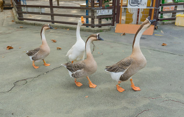 動物園 アヒル 行進