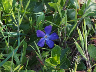 fiore viola, fiore blu