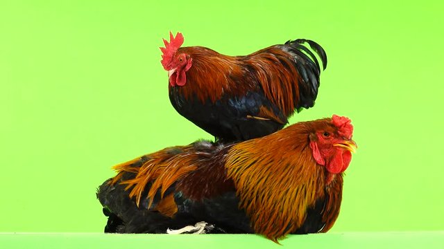 mali and big rooster, same age, on green screen