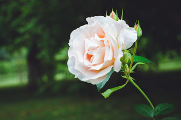 Beautiful rose blooms in the garden.