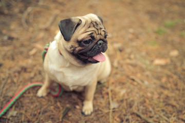 Cute pug dog sitting on ground. From above adorable pug dog sitting on ground in park and looking away