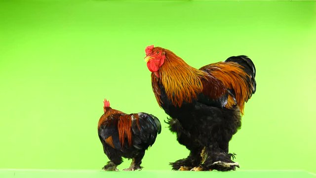 mali and big rooster, same age, on green screen