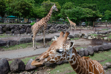 伊豆アニマルキングダムのキリン © kindo3