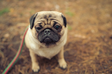 Cute pug dog sitting on ground. From above adorable pug dog sitting on ground in park and looking away