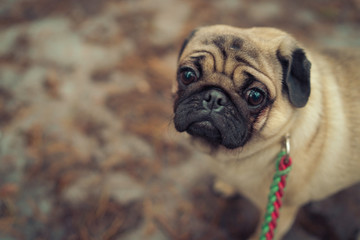 Cute pug dog sitting on ground. From above adorable pug dog sitting on ground in park and looking away