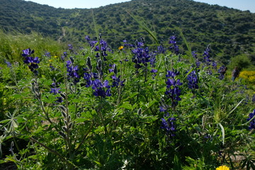 Thickets of lupins
