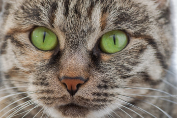 cat with green eyes. Close-up.