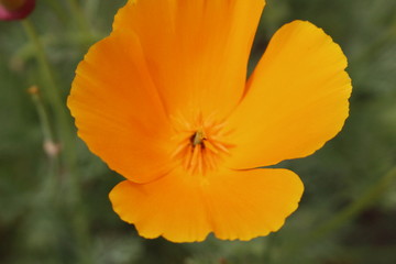 California golden poppy and purple tansy are blooming at Elizabeth Lake near Antelope Valley, CA