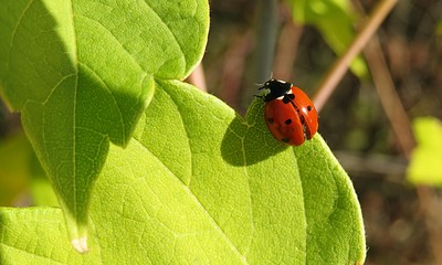 Fototapeta premium Ladybug on light green leaves in the garden, closeup