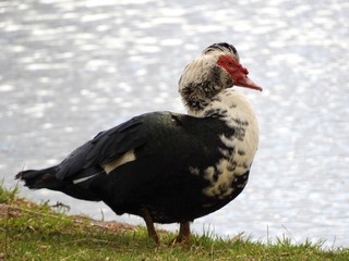 duck on a background