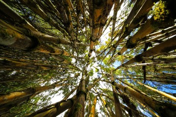 Fototapeta premium parmo de Chingaza-Bogota -colombia