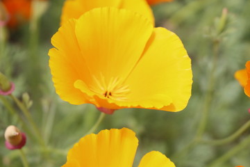 Obraz premium California golden poppy and purple tansy are blooming at Elizabeth Lake near Antelope Valley, CA
