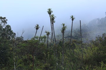 Obraz premium parmo de Chingaza-Bogota -colombia