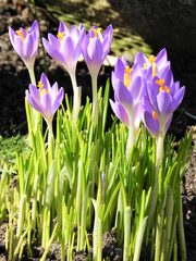 spring crocus flowers