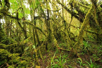 parmo de Chingaza-Bogota -colombia