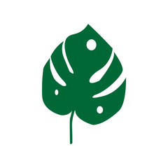 Vector. Tropical plant monstera isolated on white background