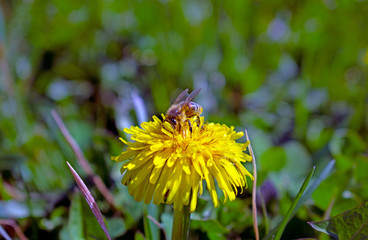 Bee on dandelion, collecting pollen.