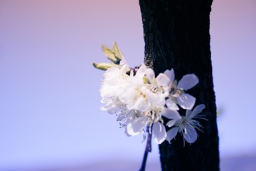 fiore di ciliegio particolare