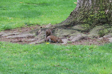 Squirrel searching