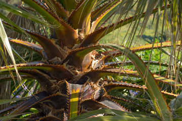 Stem of Date palm