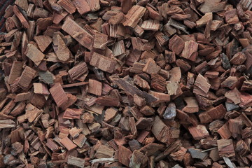 (Herb) image of white willow