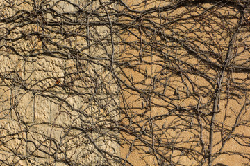 pattern of branches on the wall