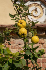 Flowers and fruits of the castle garden Milotice
