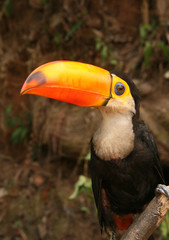 parrot with big orange 