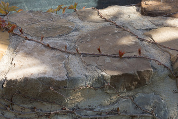 stone and plant on it