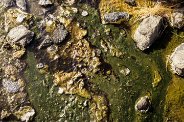 Lac Bogoria, Parc national, vallée du rift, Kenya