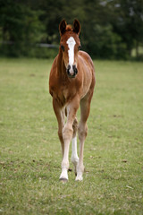 Fototapeta premium Young colt having fun in spring green field