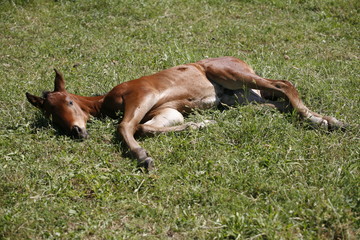Naklejka na ściany i meble Young colt having fun in spring green field