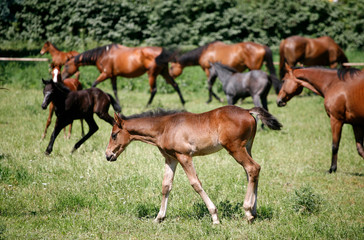 Foals and mares graze together on meadow summertime