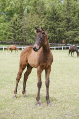 Fototapeta premium Young colt having fun in spring green field
