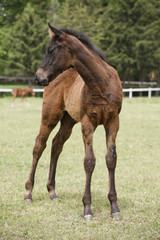 Young colt having fun in spring green field